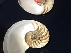 -青岛贝壳博物馆