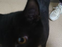 -动物缘宠物医院·骨科·猫科(西二环店)