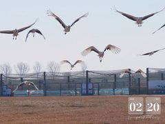 -盐城丹顶鹤湿地生态旅游区