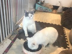 -苏州艺都古玩花鸟市场