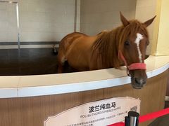 -中国马镇舞马世界主题乐园