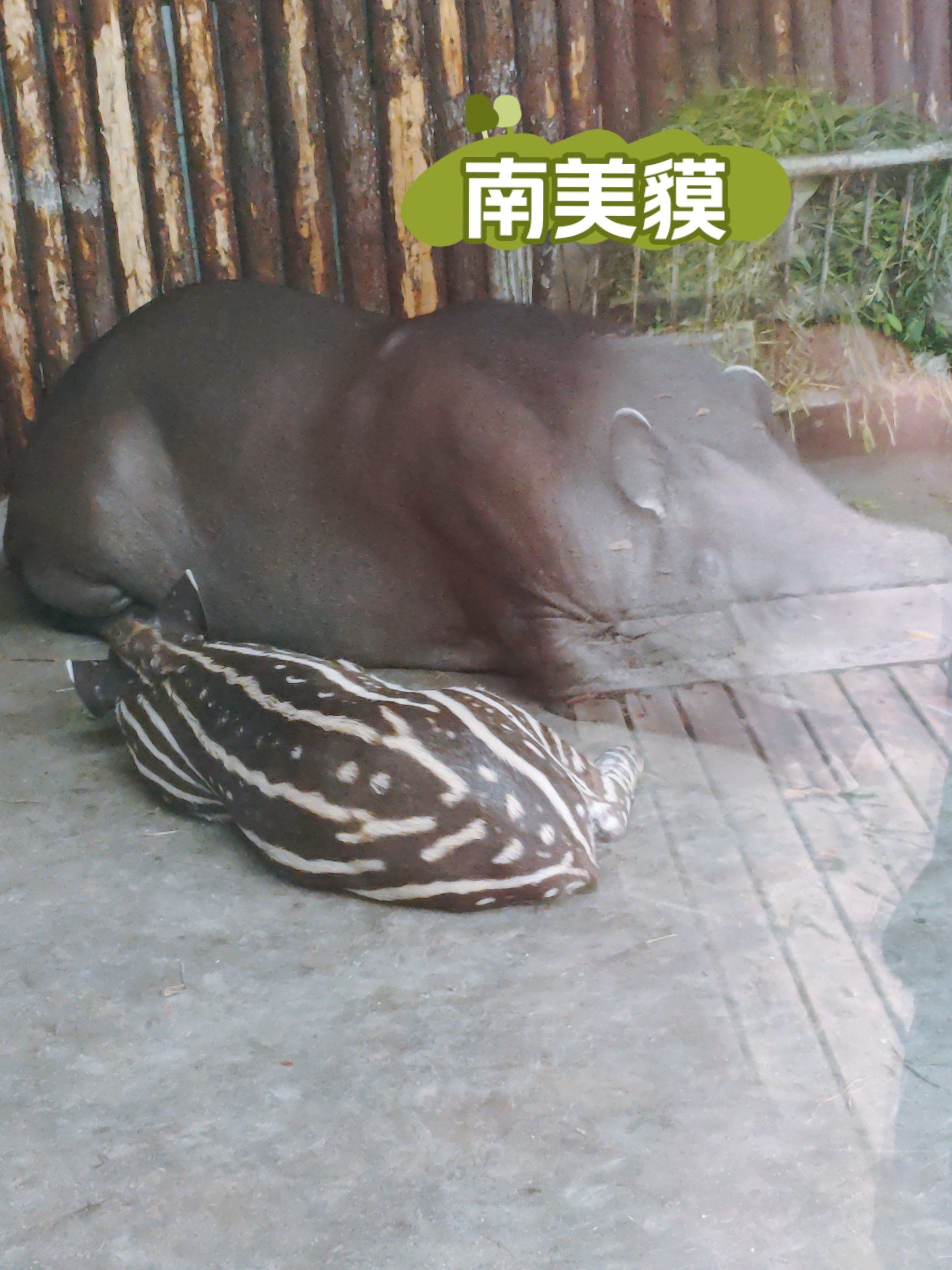 动物界的"混血儿",奇特的南美貘🌈