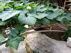 -兰陵国家农业公园