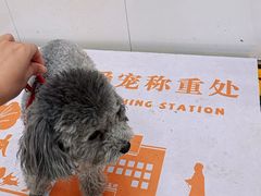 -派美特宠物医院·核磁CT·骨科肿瘤·疑难转诊(沈农禾丰店)