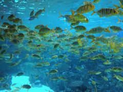 -海合安成都极地海洋公园