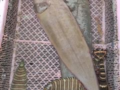 -南沙十九涌渔人码头-南门