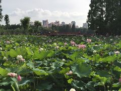 -黄兴公园