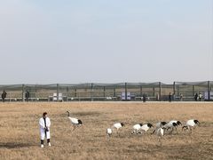 -盐城丹顶鹤湿地生态旅游区