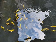 -觀芷隐轩