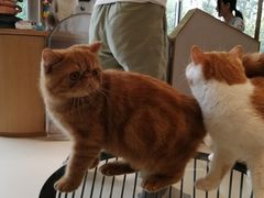 -飞行喵MR PILOT|猫舍·猫咖(静安大融城店)