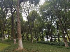 -重庆市江北嘴中央商务区中央公园