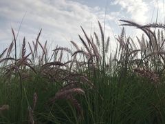 -野狸岛
