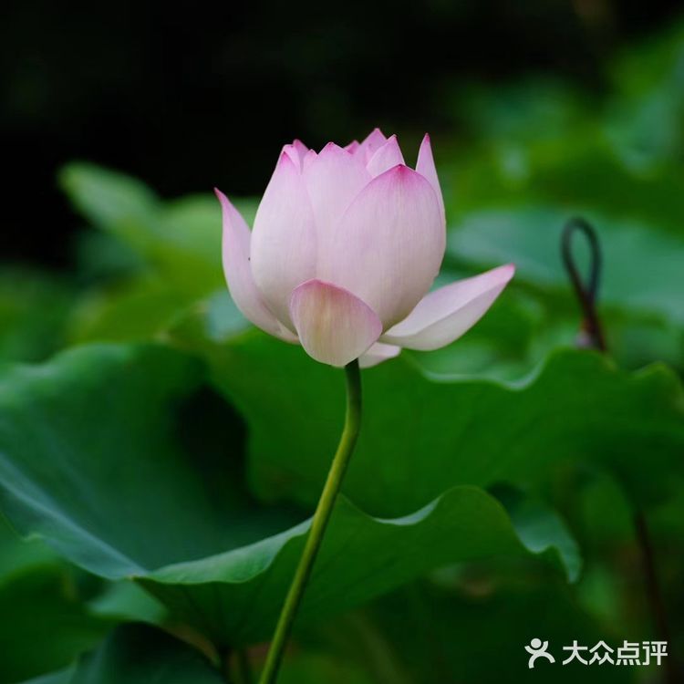 华岩寺的荷花开了