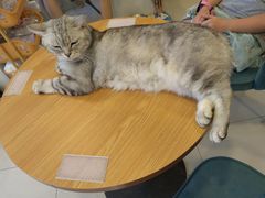 -平行世界·猫咖(首经贸店)