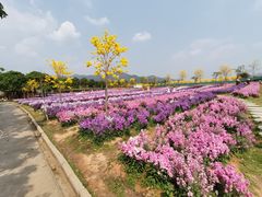 -天适樱花悠乐园