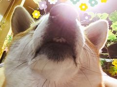 -柴务处·柴犬主题狗咖