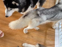 -Husky Go! 哈士奇体验馆·宠物咖啡厅狗咖