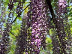 -嘉定紫藤园