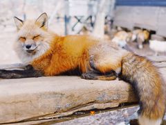 -宫城藏王狐狸村