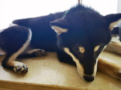 -柴犬小屋·柴餐厅·狗咖食堂(金鼎广场店)