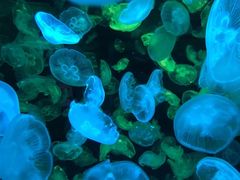 -华夏文旅海洋公园