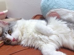 -1013 PET SHOP精品宠物商店(丁香店)