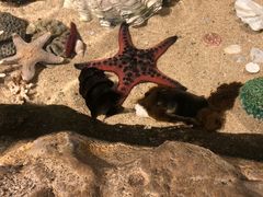 -悉尼海洋生物水族馆