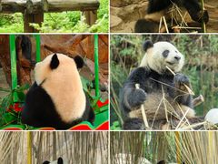 -广州长隆野生动物世界