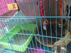 -瑞鹏宠物医院·骨科·猫科·内科(第一中心)