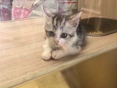 -飞行喵MR PILOT|猫舍·猫咖(静安大融城店)