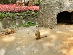 -上海野生动物园