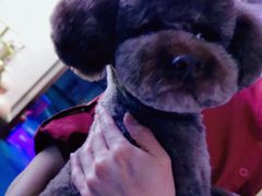 -FAELING PETS美天灵宠物(富力广场店)