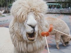 -贵州森林野生动物园