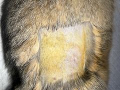 -创凡宠物医院·骨专科  猫科中心(西乡分院)