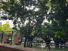 -九龙公园