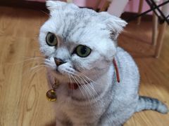 -李小姐の猫咖啡馆(五角场店)