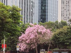 -溪岸路花鸟市场
