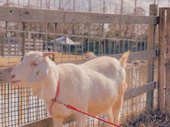 -前小桔亲子创意农场·草莓采摘·露营烧烤