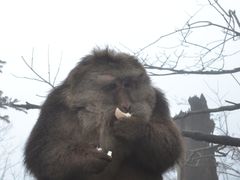 -峨眉山风景名胜区
