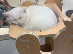 -飞行喵MR PILOT|猫舍·猫咖(静安大融城店)