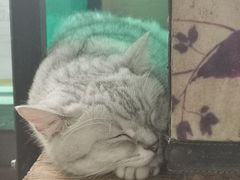 -猫咪博物馆(顶澳仔猫街店)