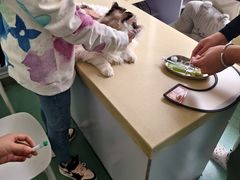 -东方动物医院·宠保定点·骨科·转诊中心(春城路·昆明站分院)