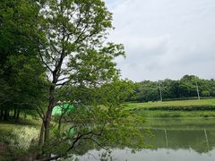 -大塘金香草谷