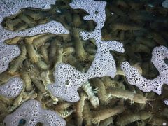 pp虾-前王院•巧克力海鲜市集餐厅(万平口店)