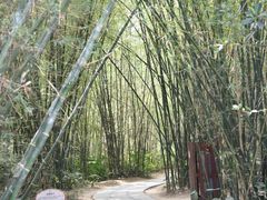 -开平碉楼文化旅游区马降龙景区