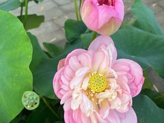 -莲花池公园