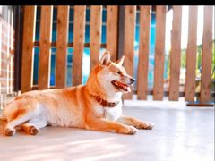 -柴犬高等学院·狗咖·柴犬售卖·宠物训练