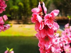 -上海辰山植物园