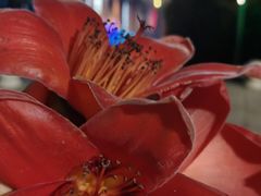 -大鸭梨烤鸭(顺义石园店)