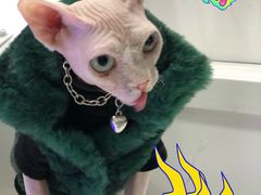 -极木²邸 人与宠物·互动社区